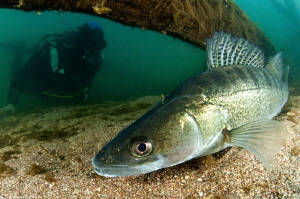 Sander lucioperca (Hérault river, France) by Mathieu Foulquié 